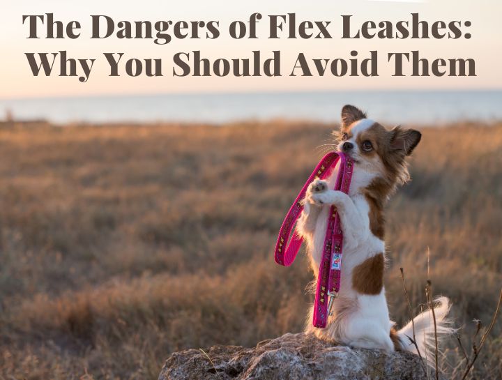 The Dangers of Flex Leashes: Why You Should Avoid Them.