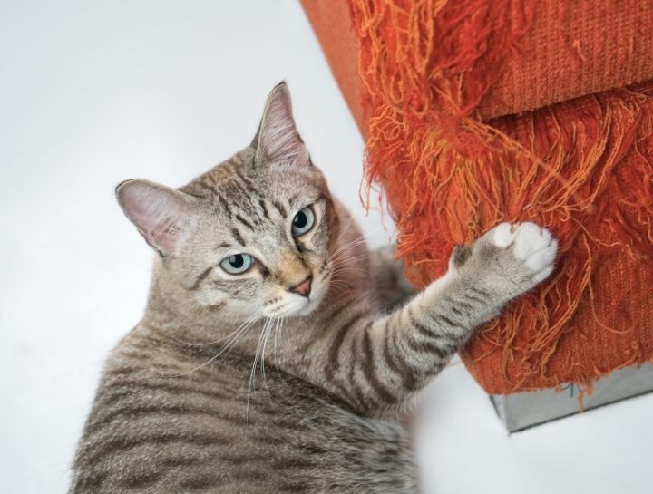 Pet Behaviorists in Auburn